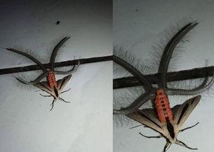 昆虫挂件爆料怎么做视频,创意视频制作攻略