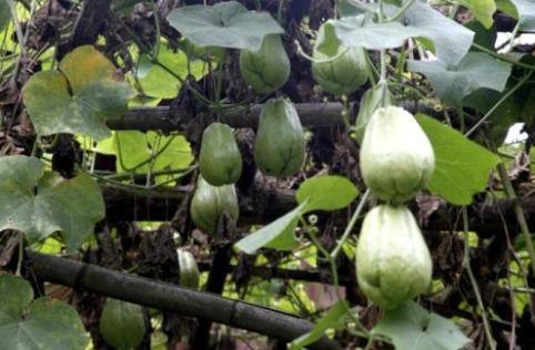 茎瓜怎么吃,探索美味与营养的完美结合