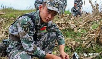 云南边境战事吃瓜,云南边境战事背后的吃瓜群众视角