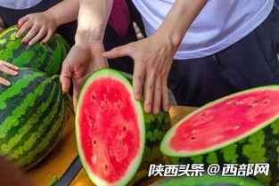 毕业了吃瓜了,见证青春蜕变，共享人生瓜果