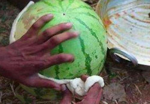 剥瓜吃皮国外,剥瓜吃皮现象的国际视角