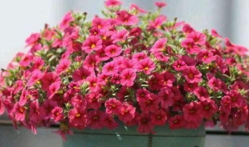 关于花季节最新爆料,揭秘最新花季热点事件与幕后故事