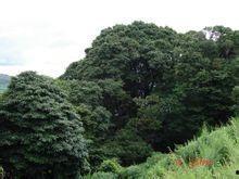 石林松子园村上头条,揭秘云南深山中的世外桃源，上头条的美丽村落