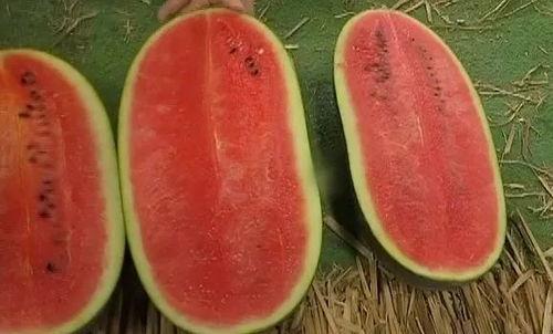 免费吃瓜新手教程在线观看,轻松入门，畅享网络娱乐盛宴