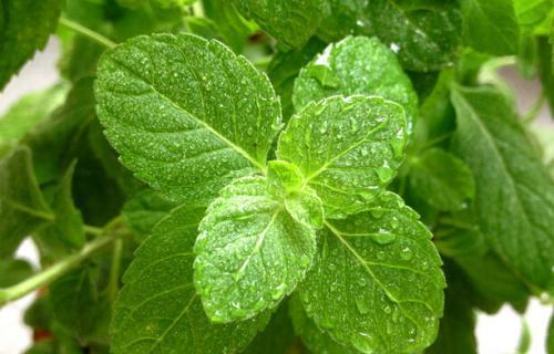 吃瓜薄荷,揭秘夏日清新美食的秘密