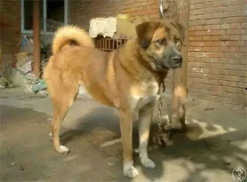 进击的吃瓜土狗图片,揭秘进击的巨人中的神秘角色