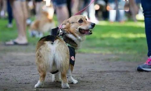 牵狗绳明星,宠物与偶像的温馨互动瞬间