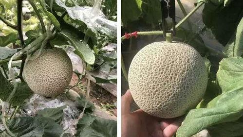 蜜瓜怎么吃最瘦,轻松享瘦的夏日美味选择