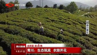 今日广元青川县头条,聚焦青川发展新动态，共话生态宜居新篇章