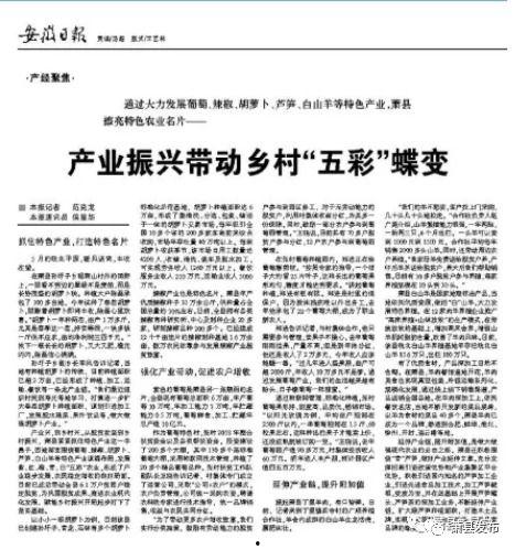 今日头条三农新闻安徽,农业现代化与乡村治理创新并进