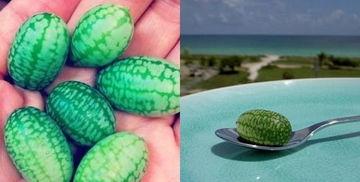 吃瓜刘关张,揭秘三国英雄的日常生活与趣事