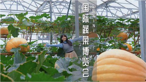 寿光司仪吃瓜,揭秘幕后真相与网络舆论风暴